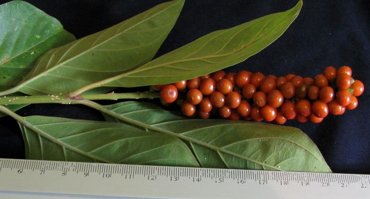Citharexylum 3