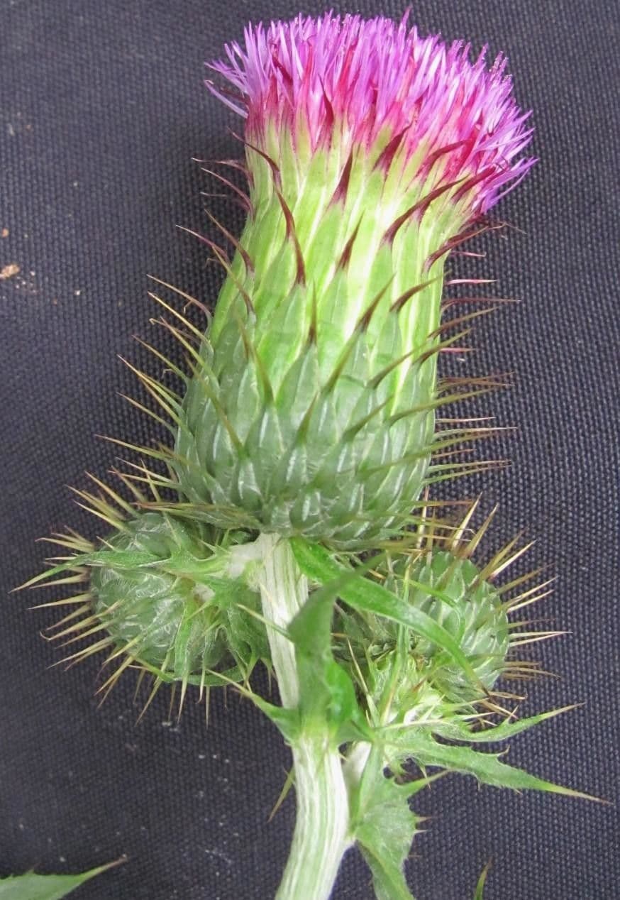 Cirsium mexicanum 5