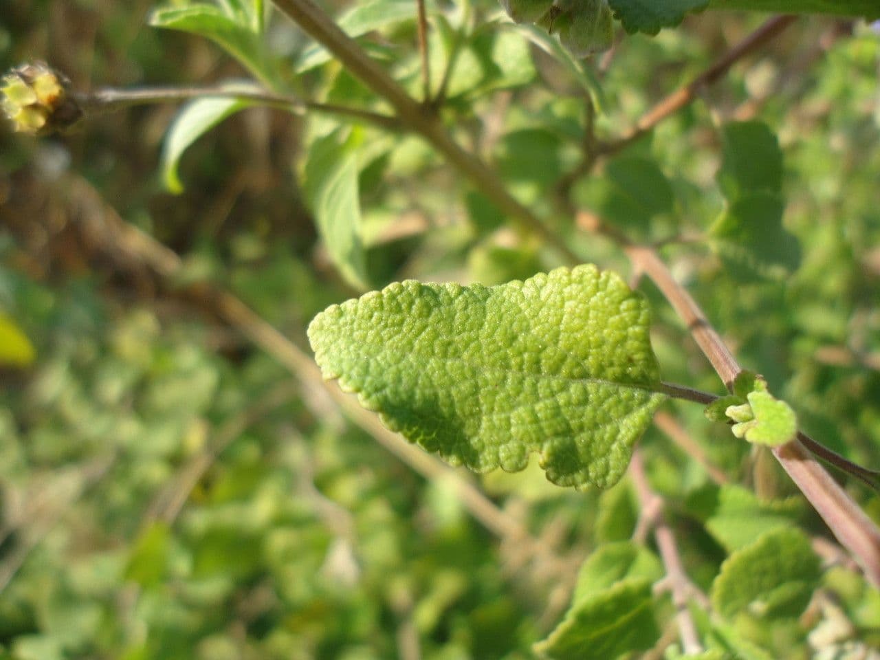 Salvia a grappoli