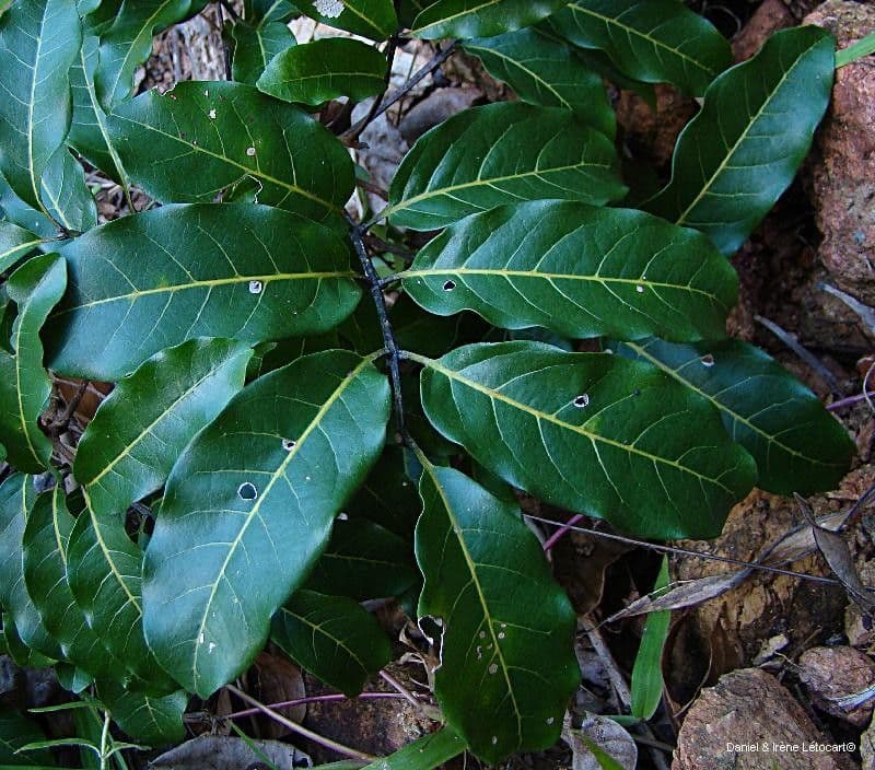 Cupaniopsis 4