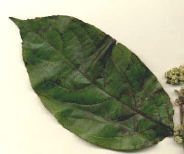 Casearia 16