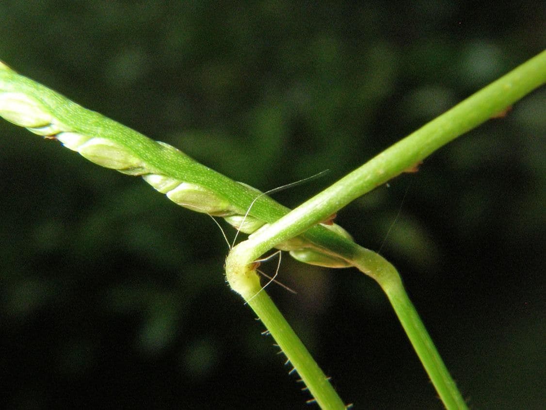 Decumbent crowngrass 4
