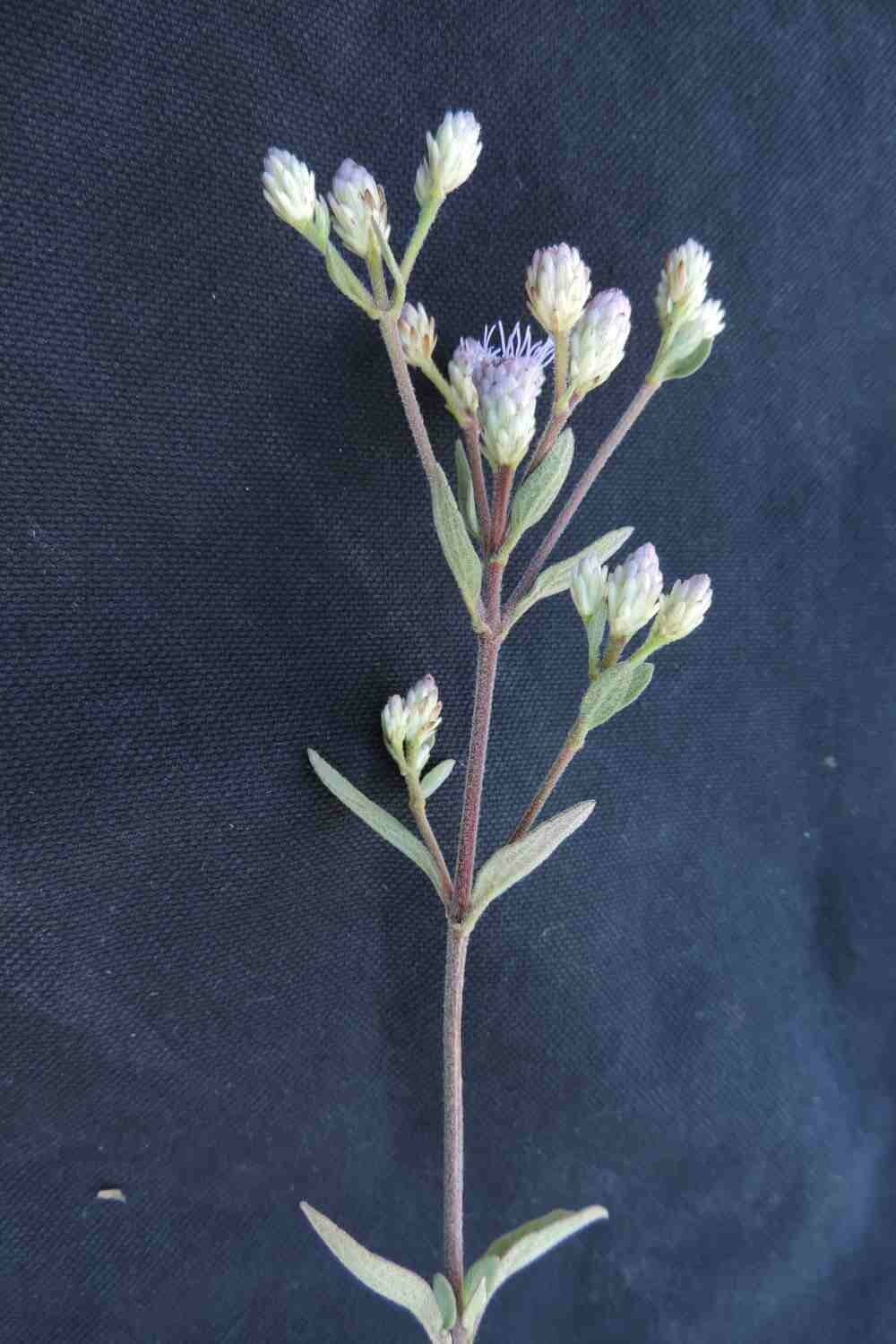 Chromolaena horminoides 2