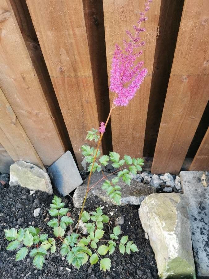 Astilbe giapponese 28