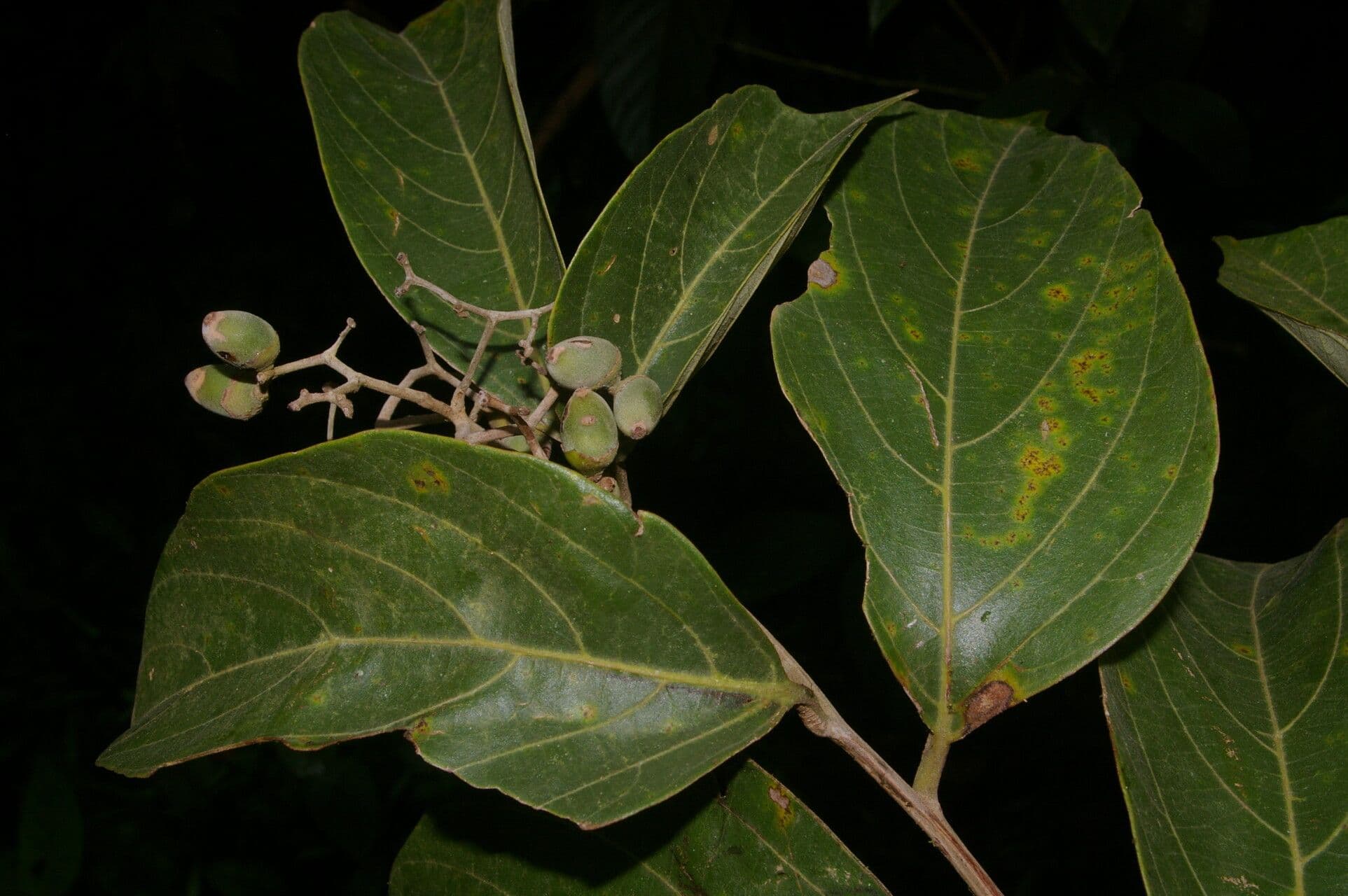 Cordia 4