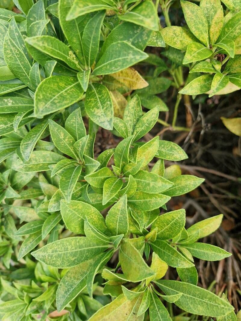 Pitosporum 17