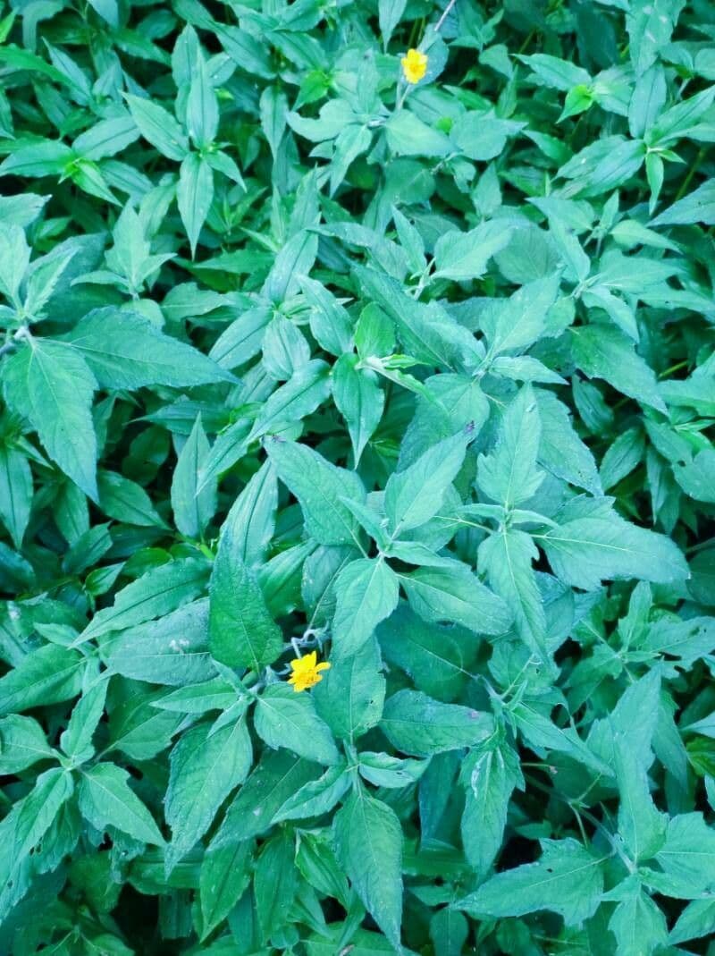 Sclerocarpus divaricatus 7