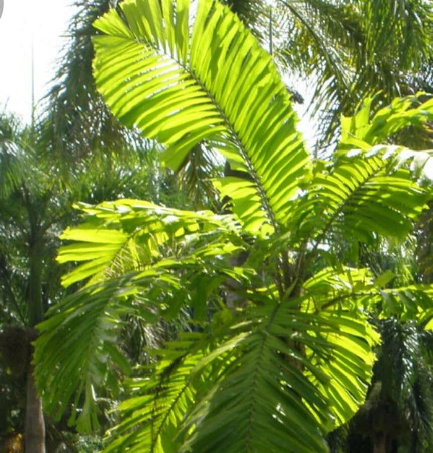 Aiphanes 9
