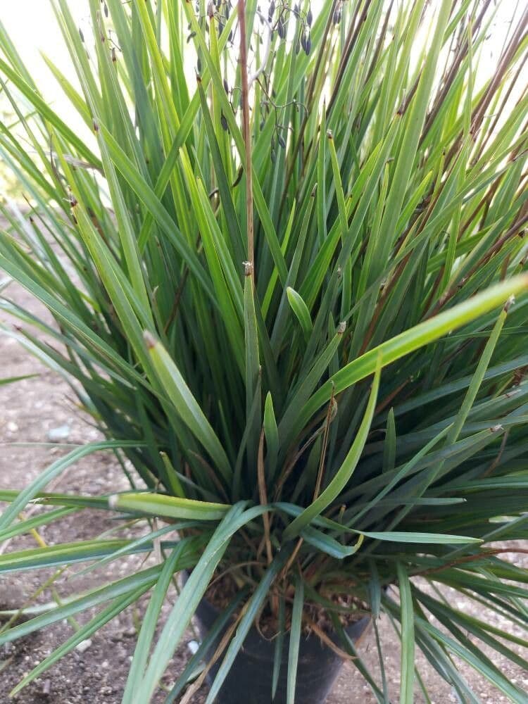 Dianella 10