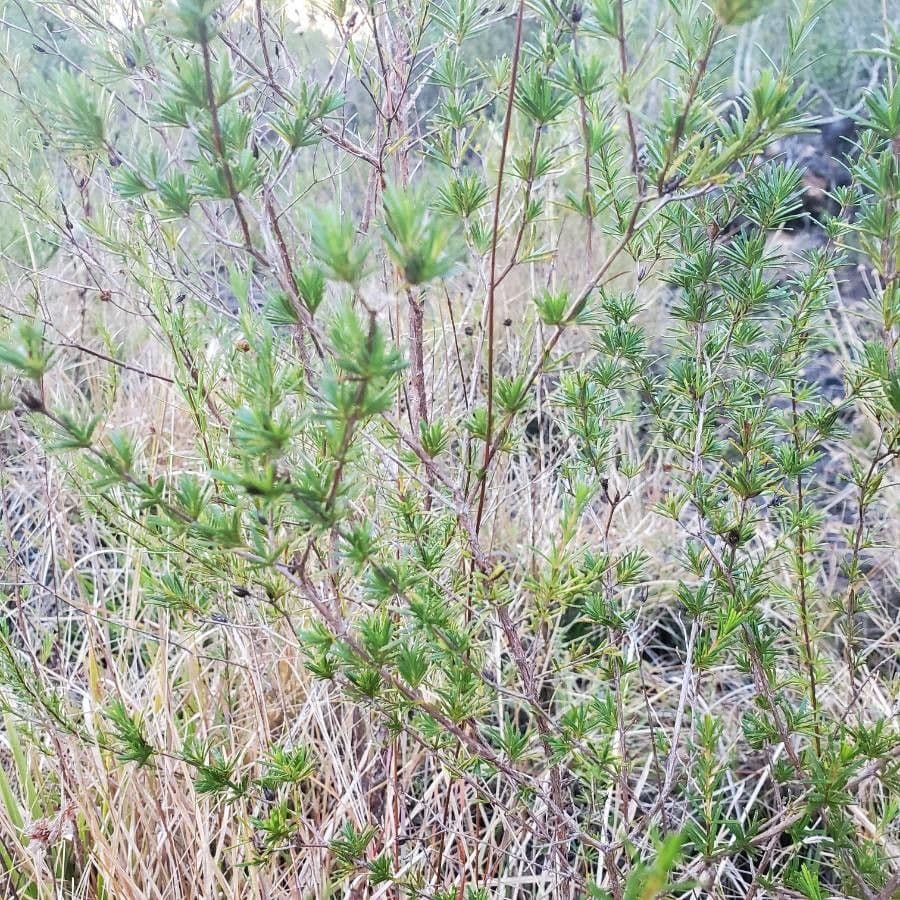 Hypericum fasciculatum 9