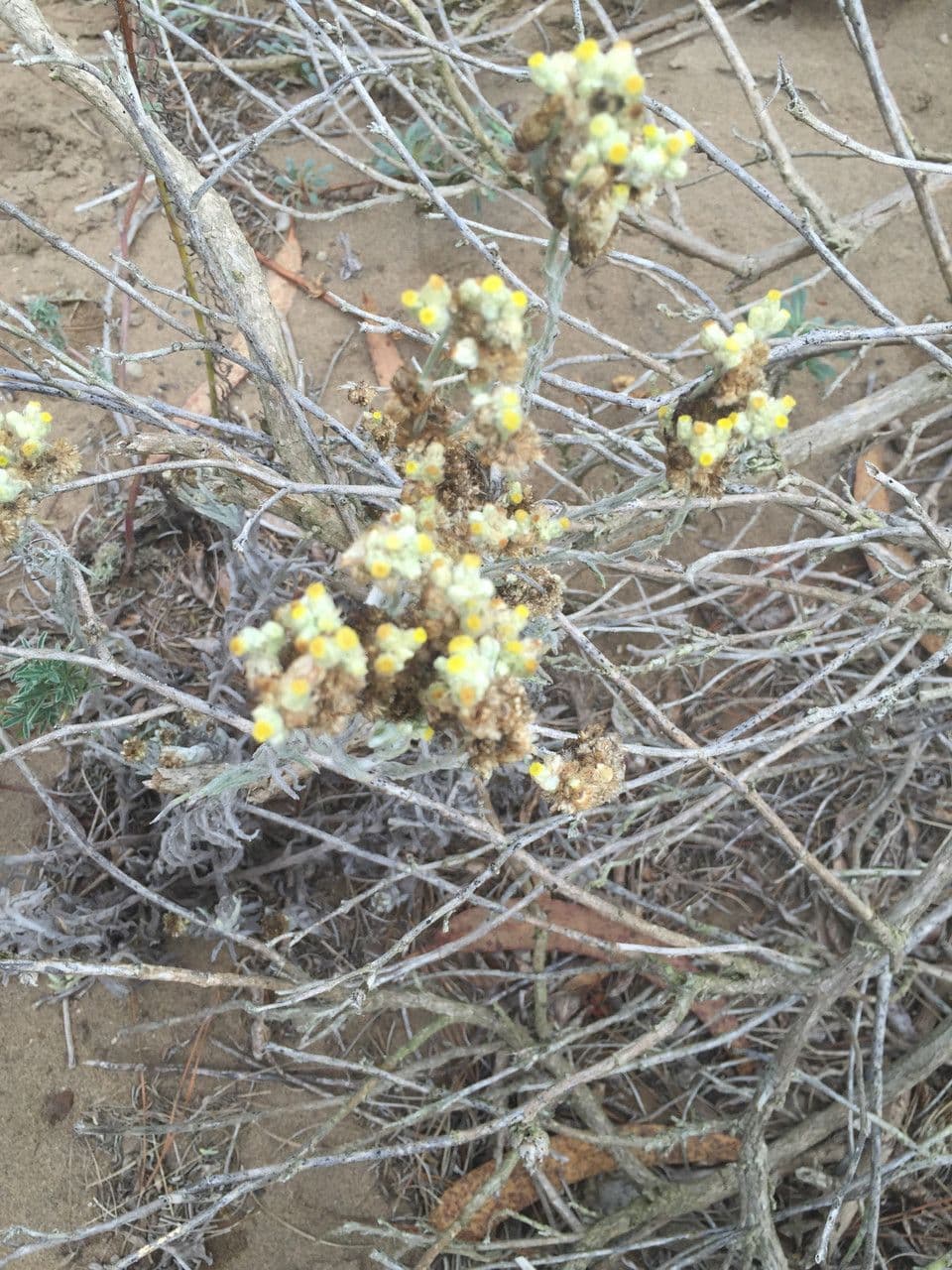 Pseudognaphalium stramineum