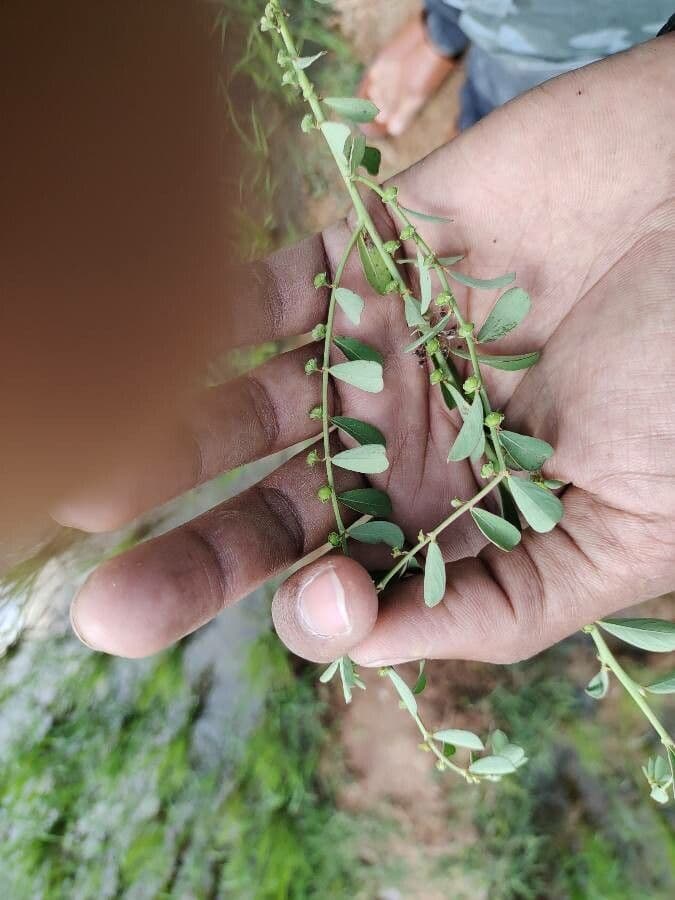 Phyllanthus 8