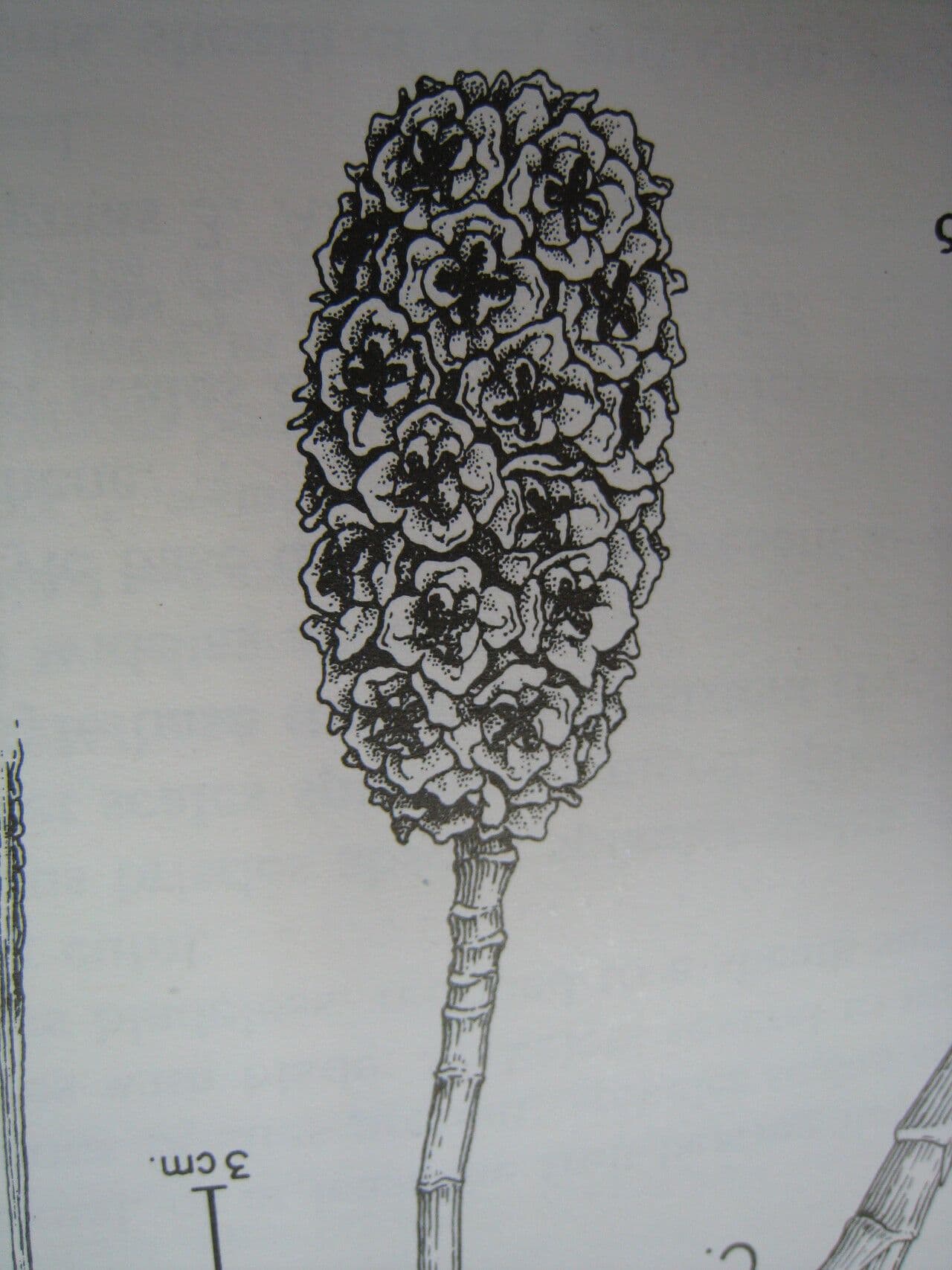 Thoracocarpus bissectus 2