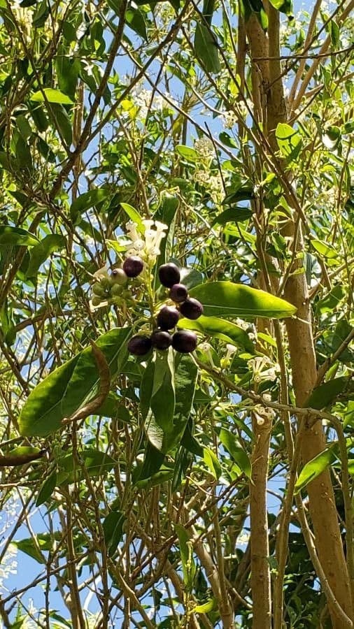 Cestrum diurnum