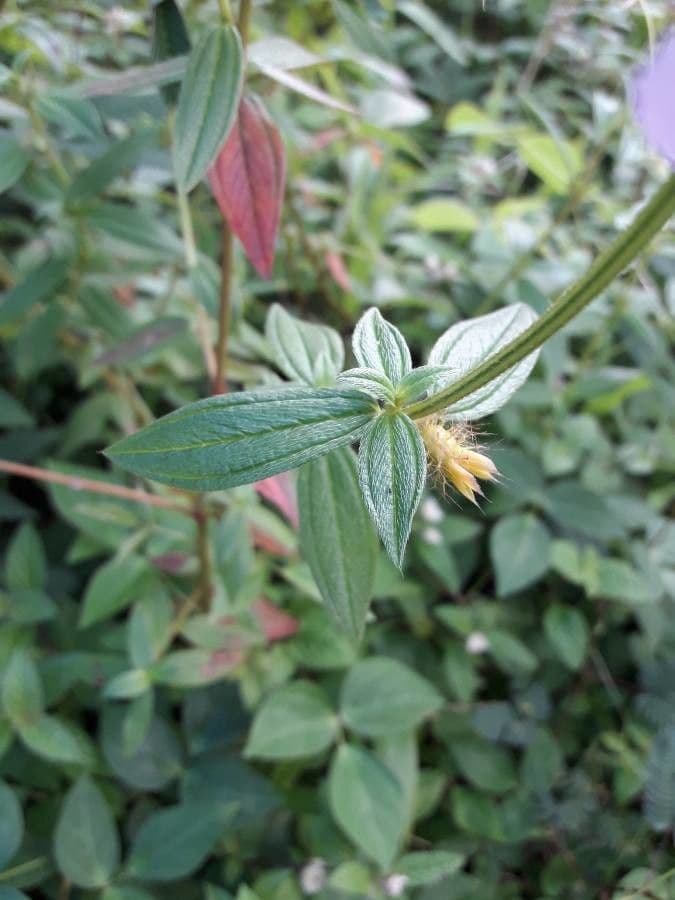 Falsa prateria 14
