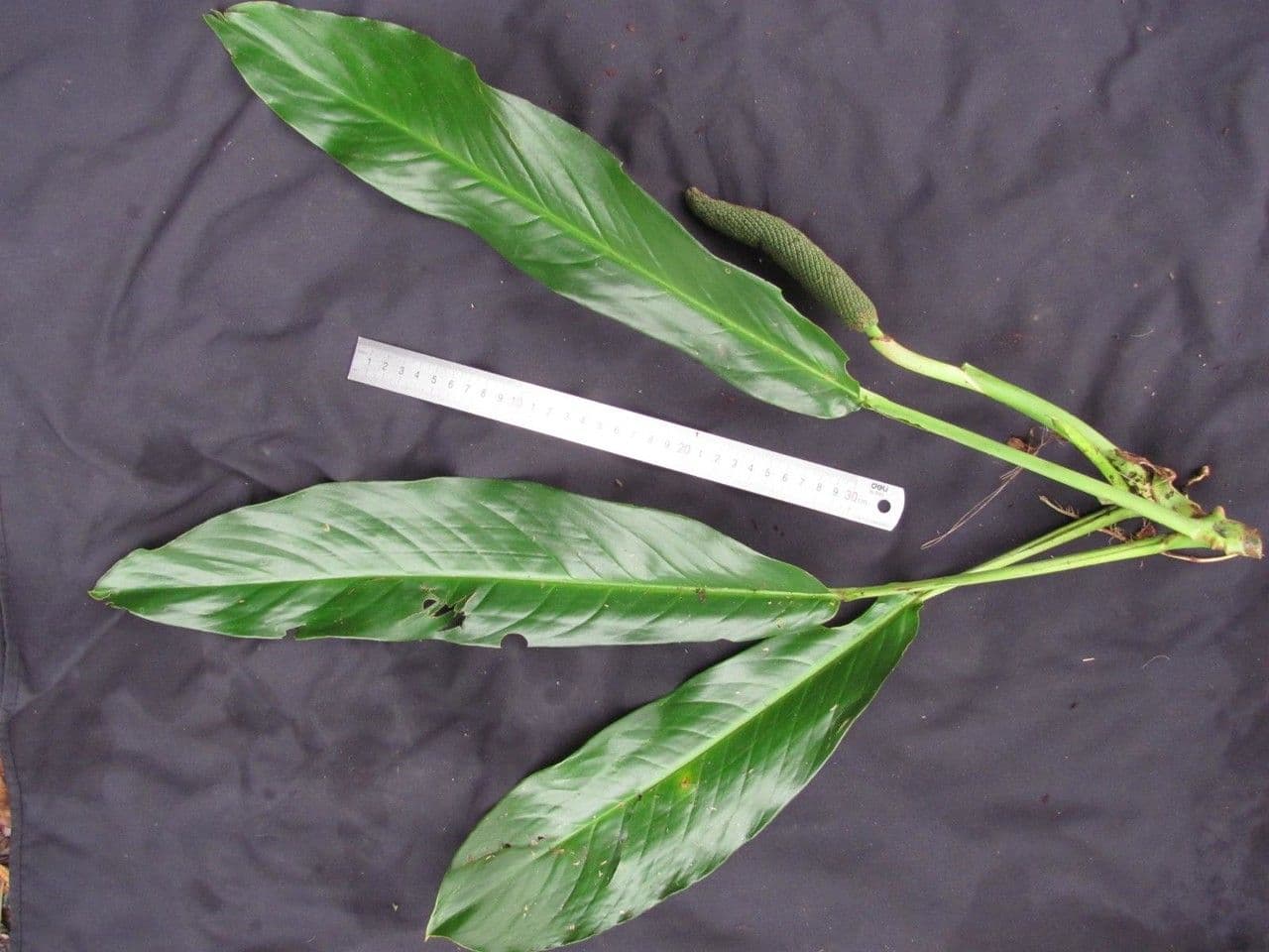 Rhodospatha 8
