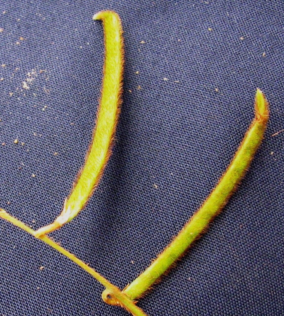Teramnus uncinatus 3