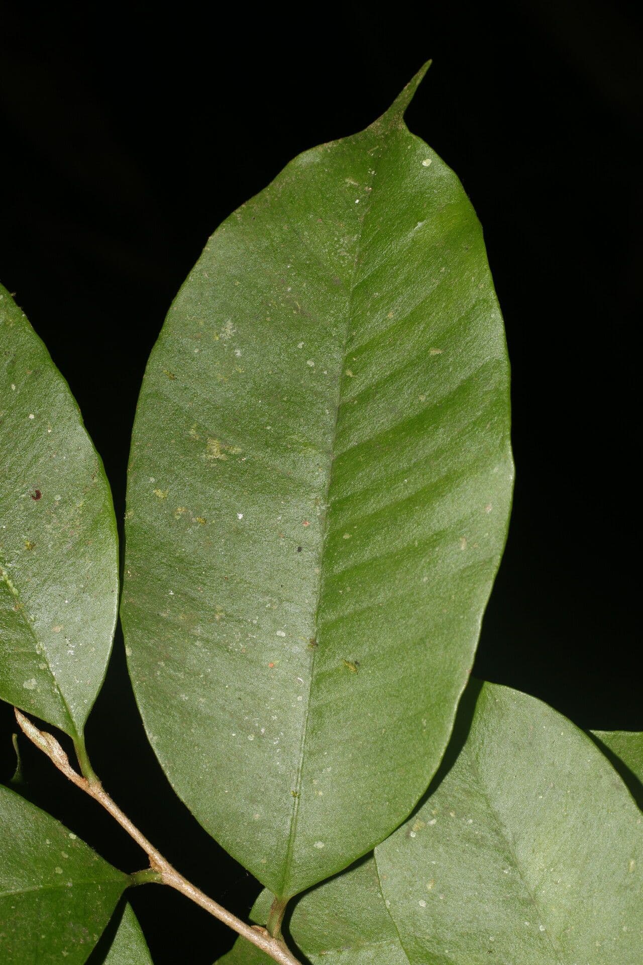 Chrysophyllum 6