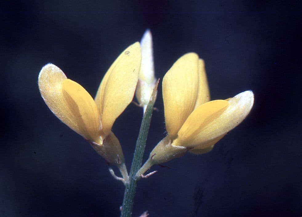 Mahovnice 5