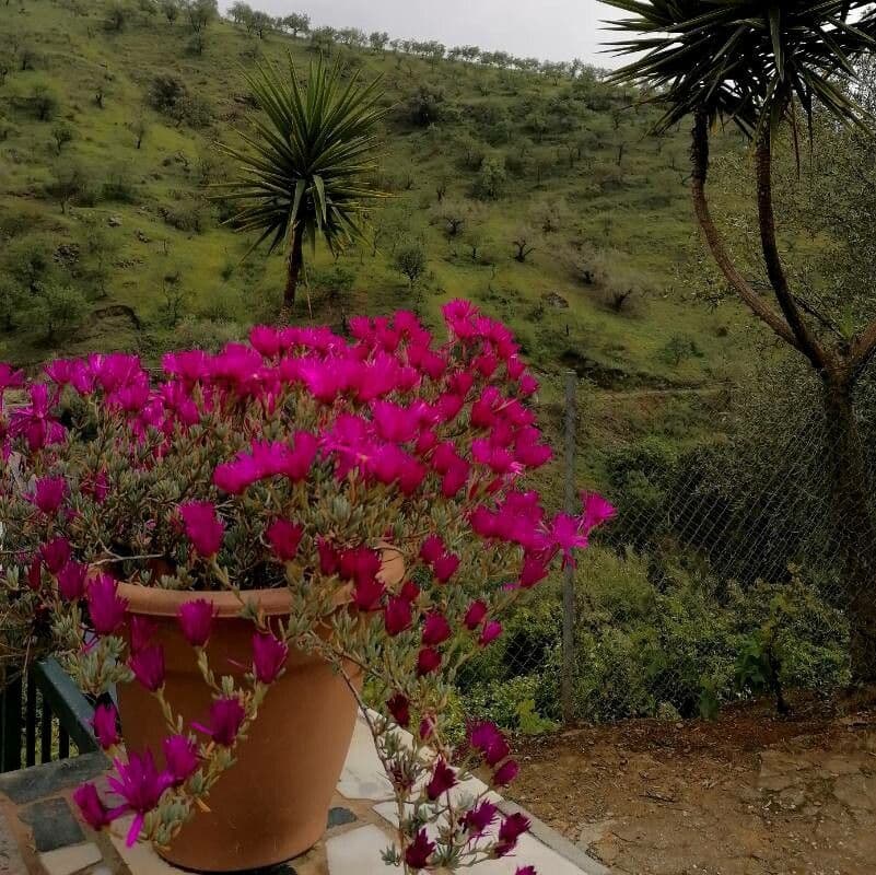 Lampranthus