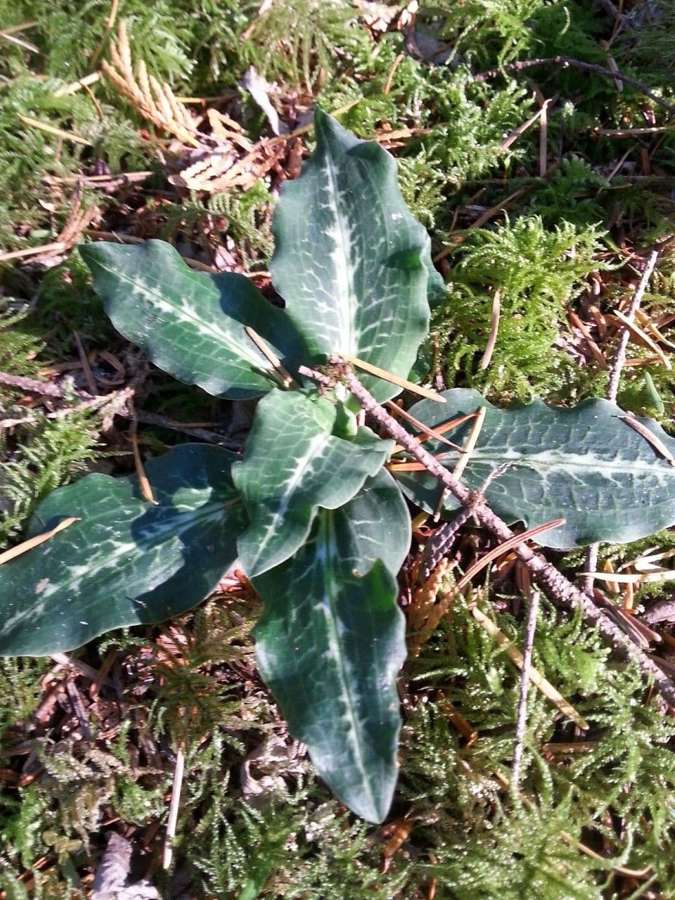 Goodyera oblongifolia 14