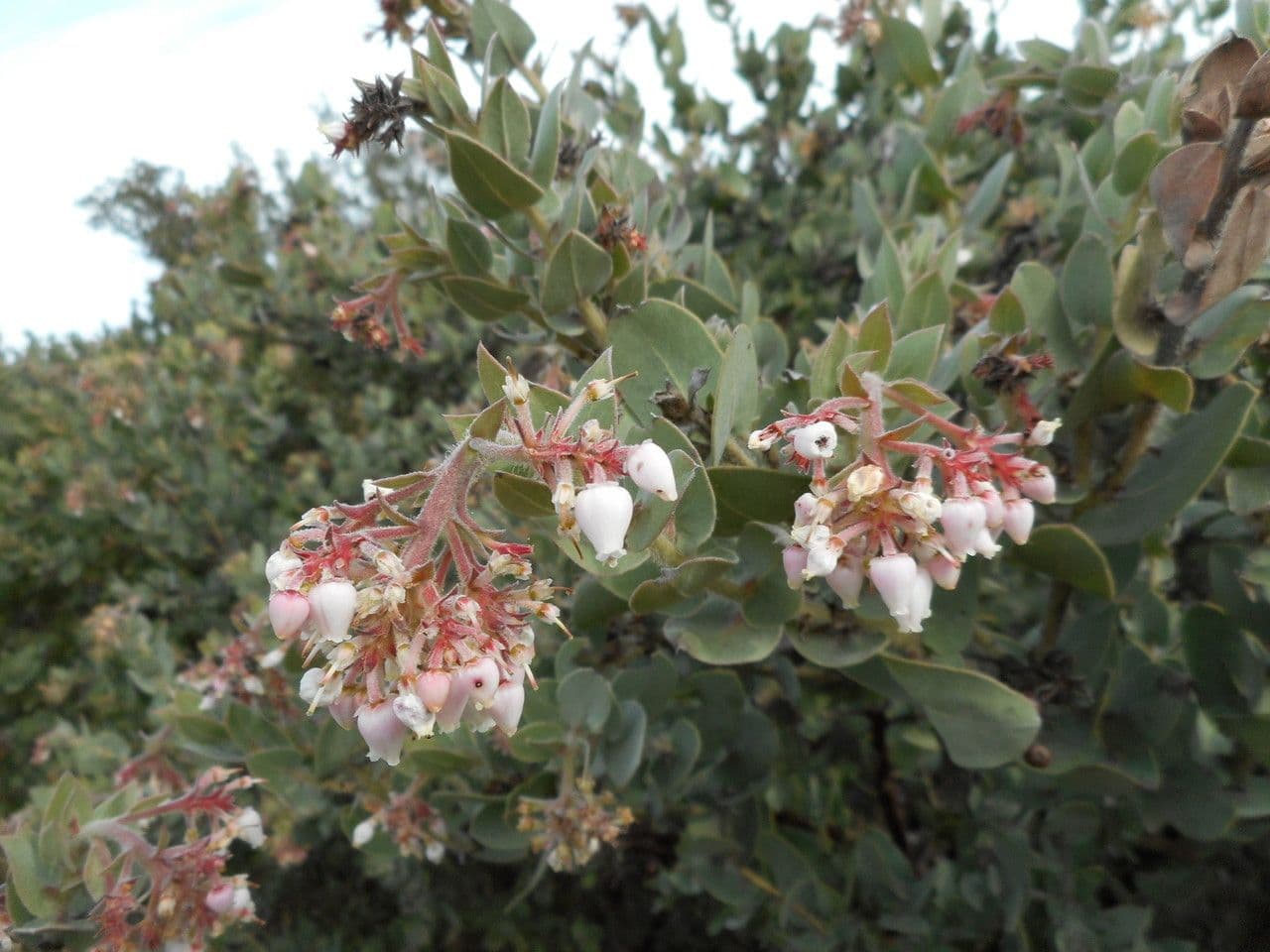 Arctostaphylos