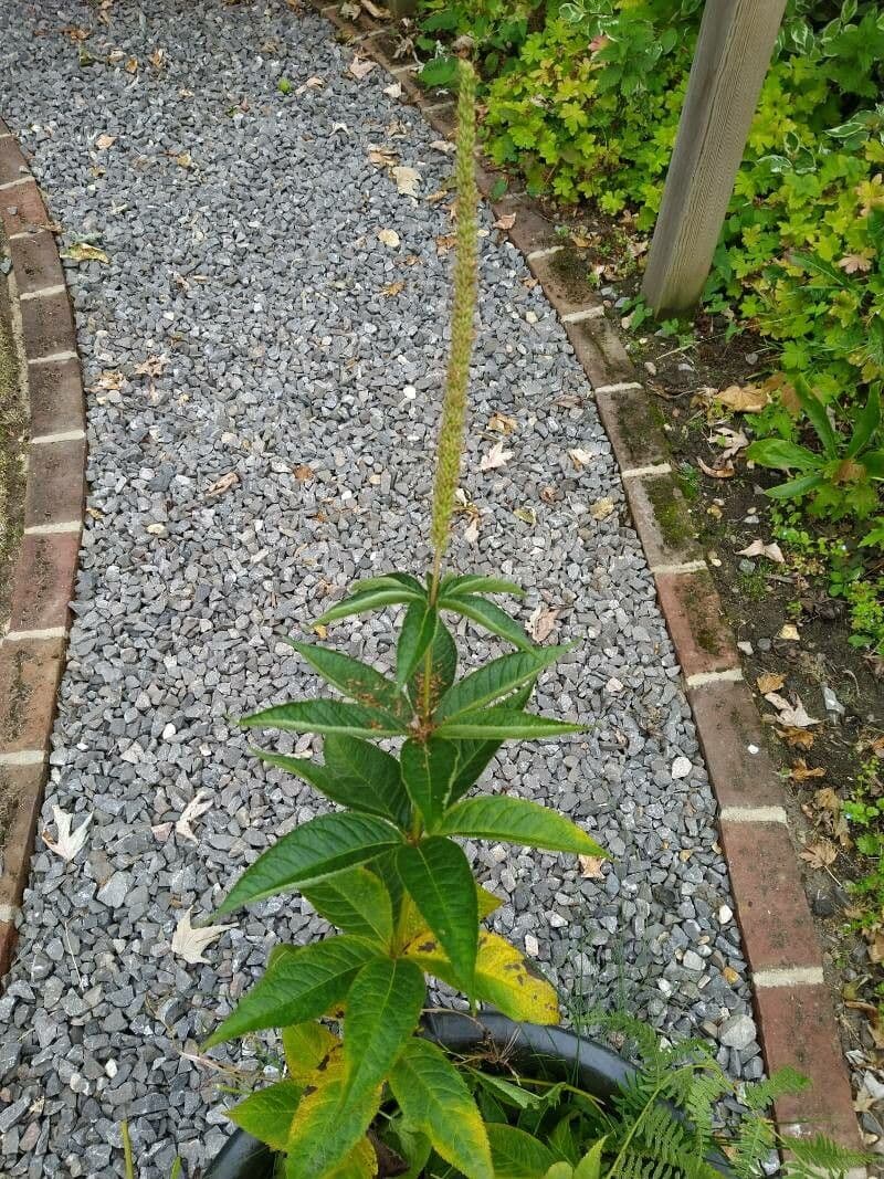 Veronicastrum 14