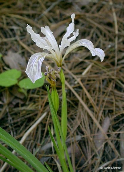 Iris 9