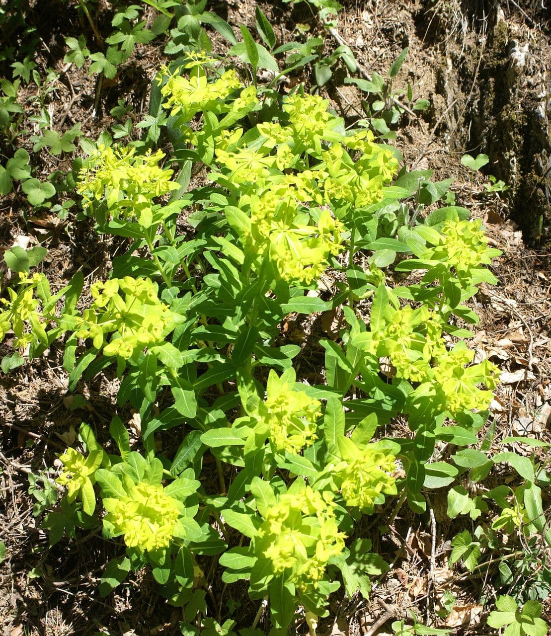 Irisches Wolfsmilch 11