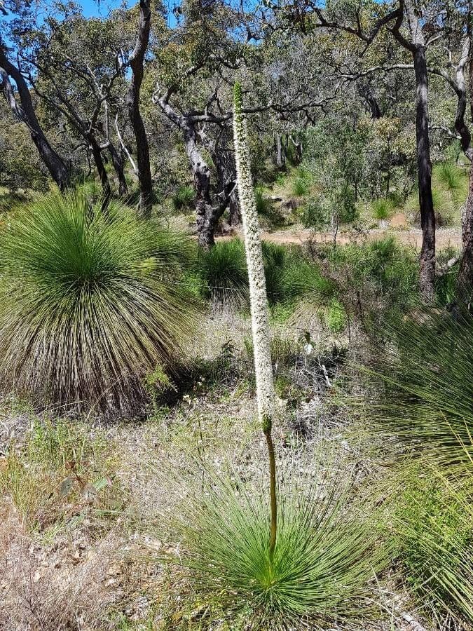 Xanthorrhoea 5