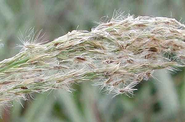 Sourgrass