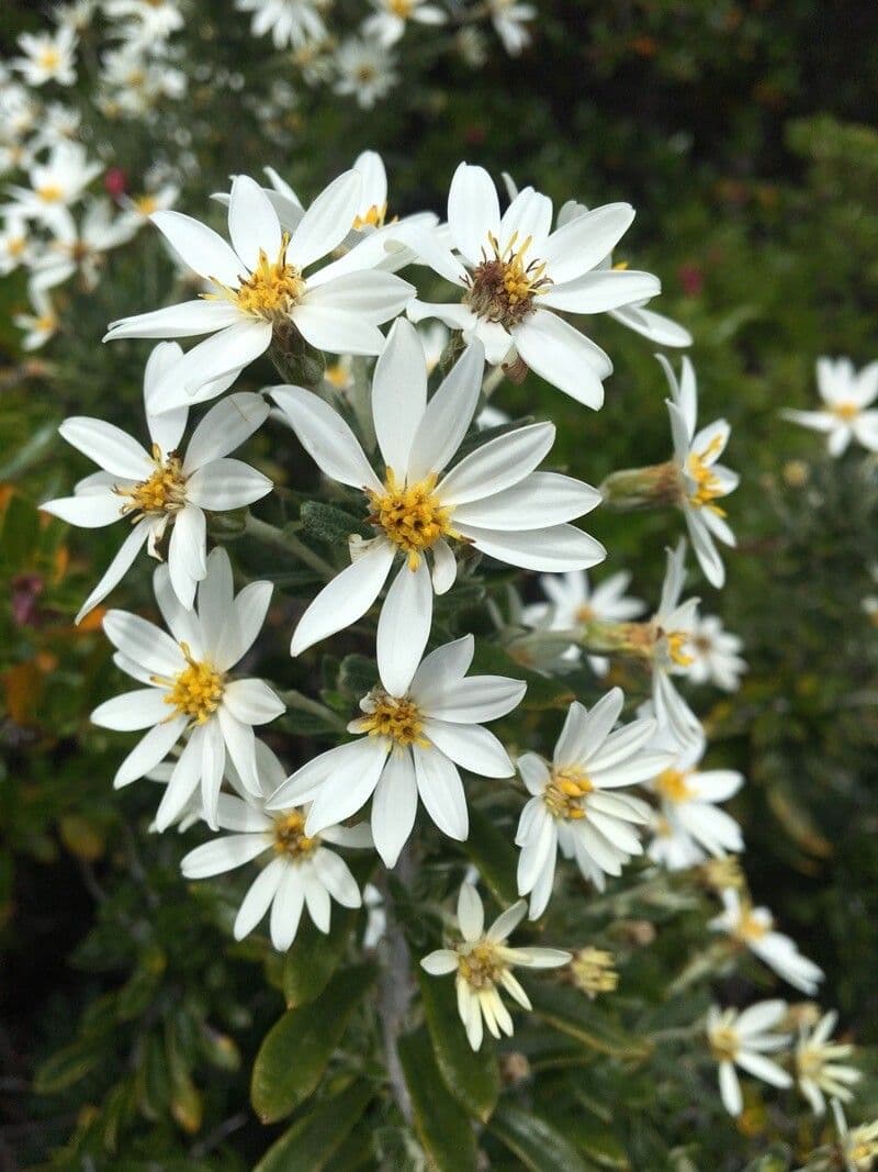 Chiliotrichum 4