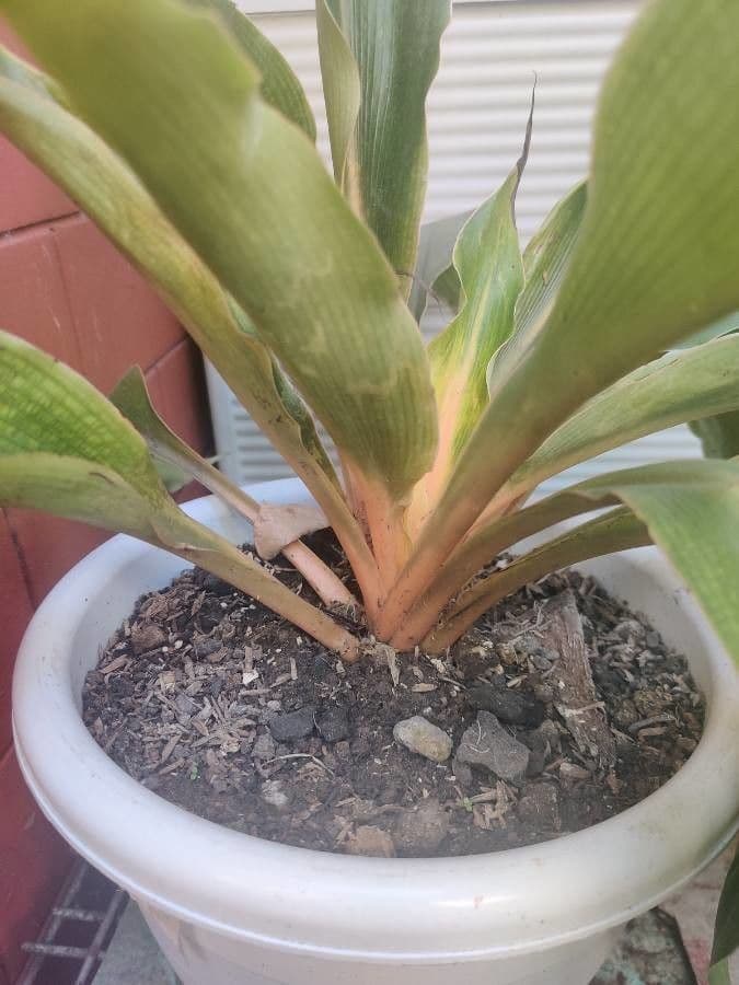Chlorophytum 16