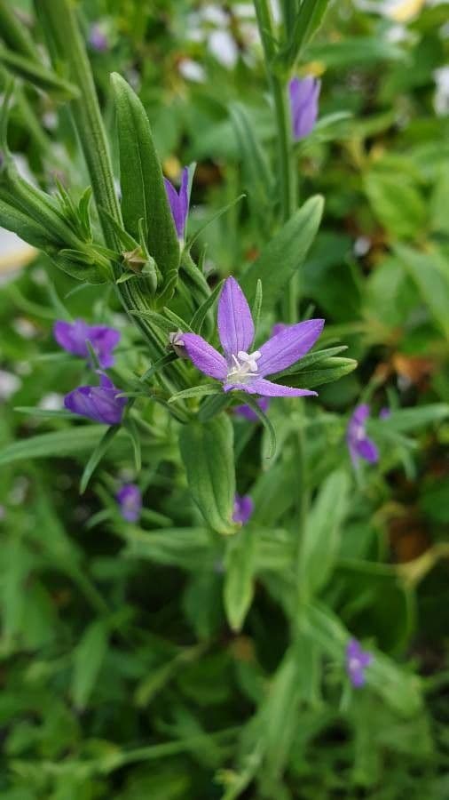 Sichelblume 2