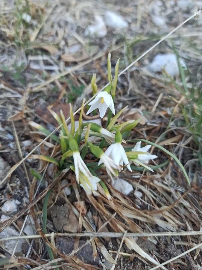 Acis