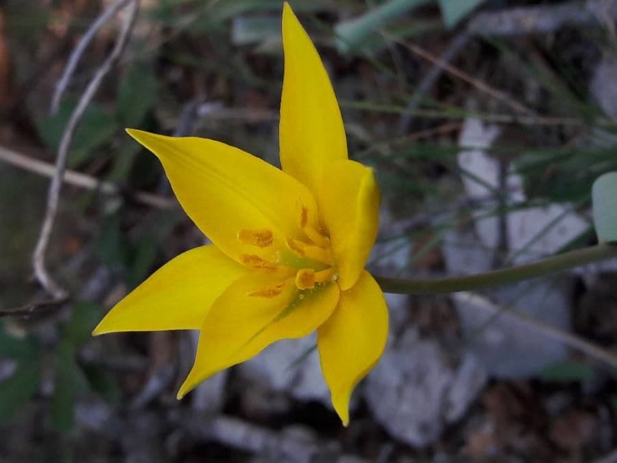 Tulipano selvatico 8