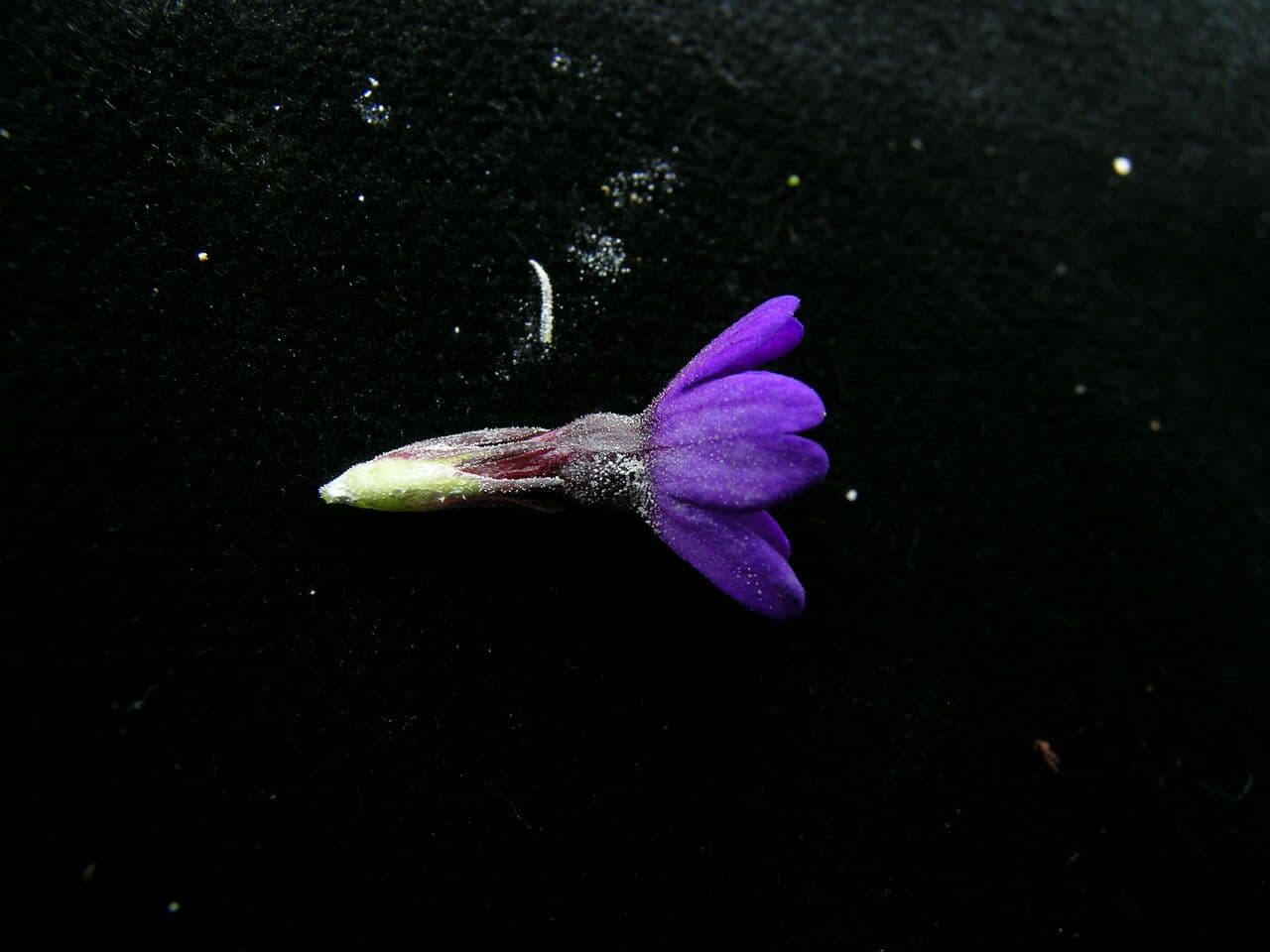 Primula 3