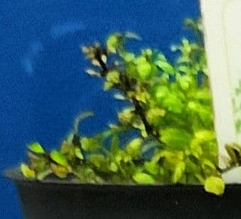 Micranthemum 4