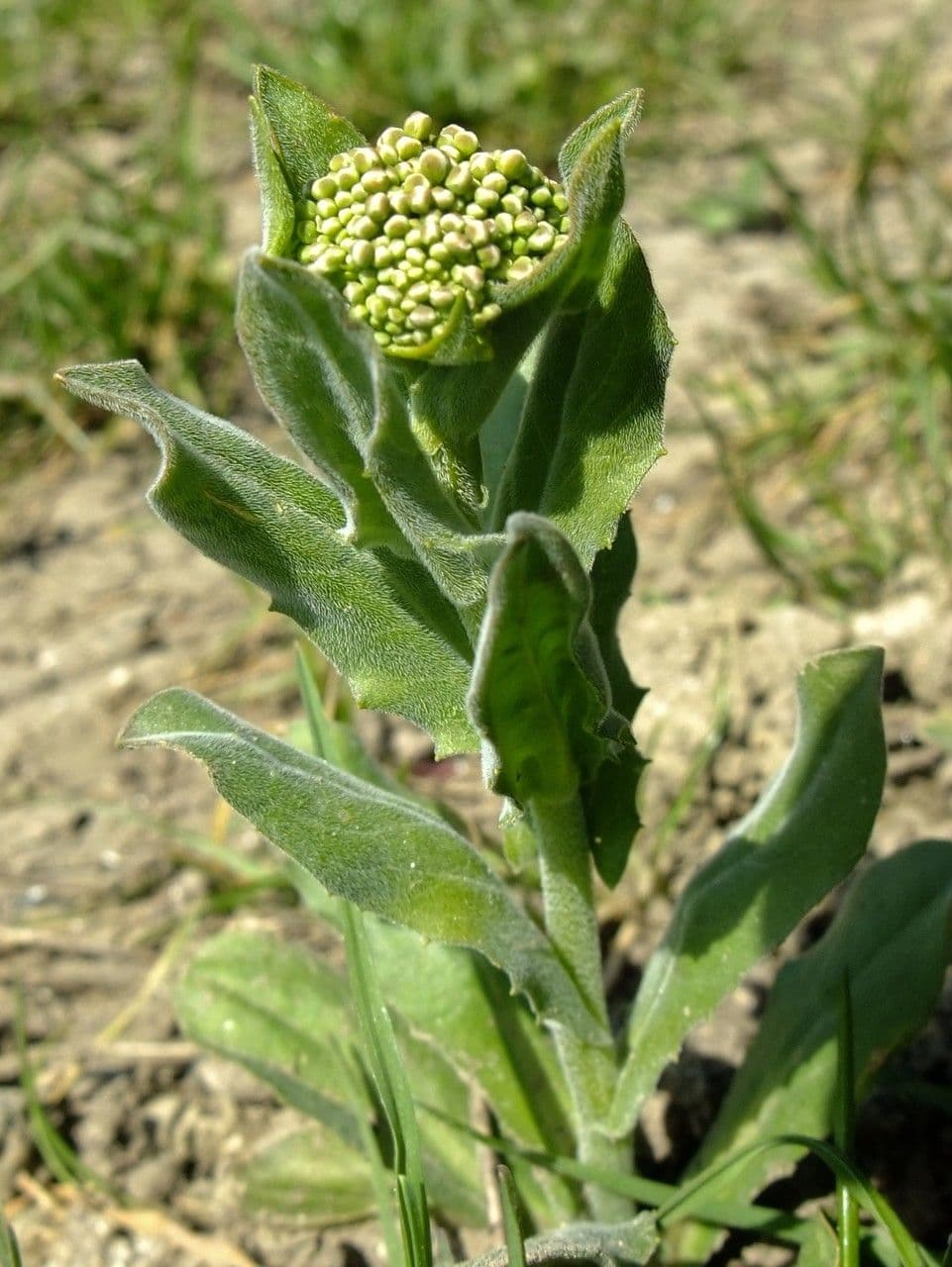 Draba 27