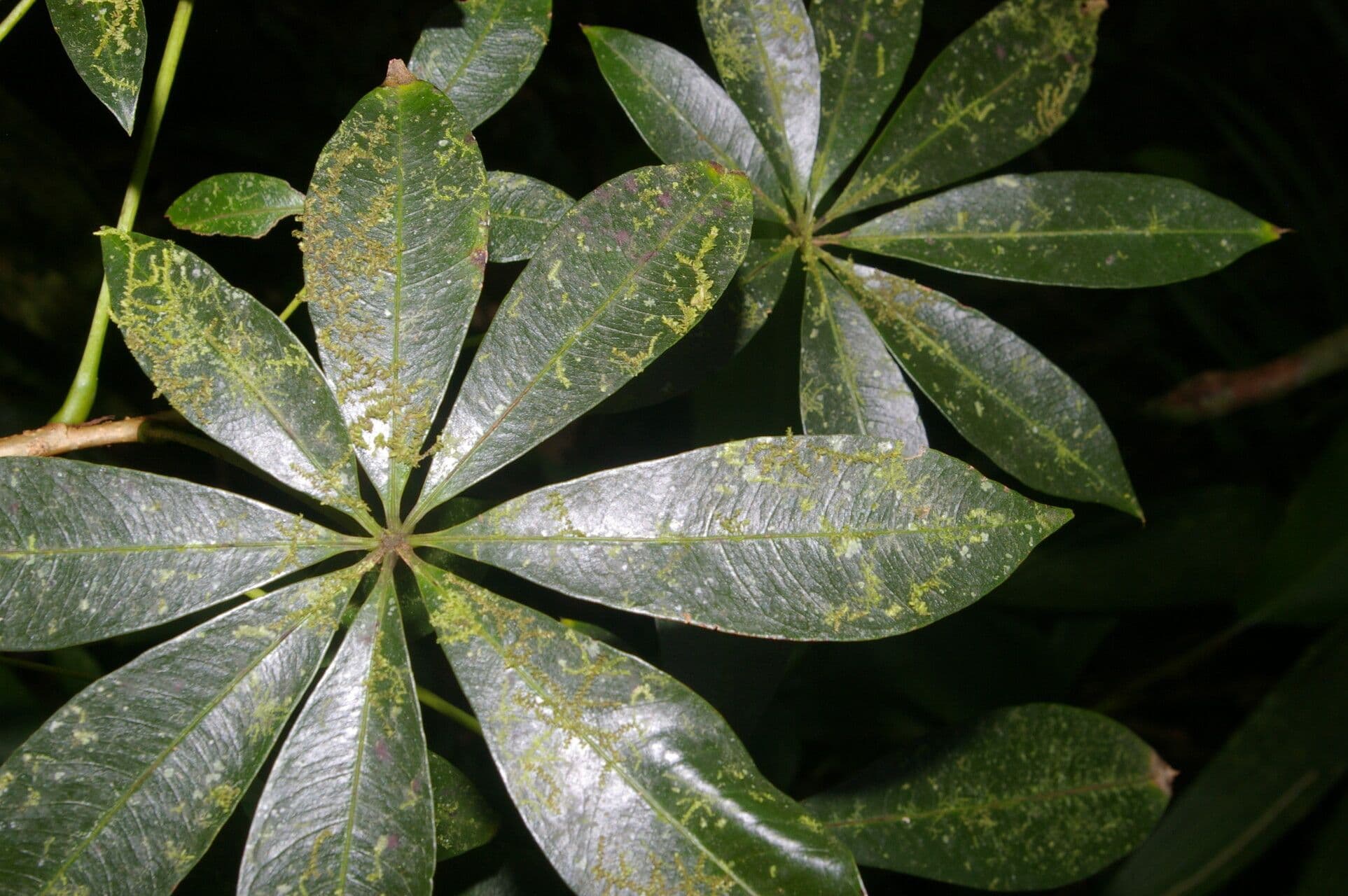 Spirotheca 11