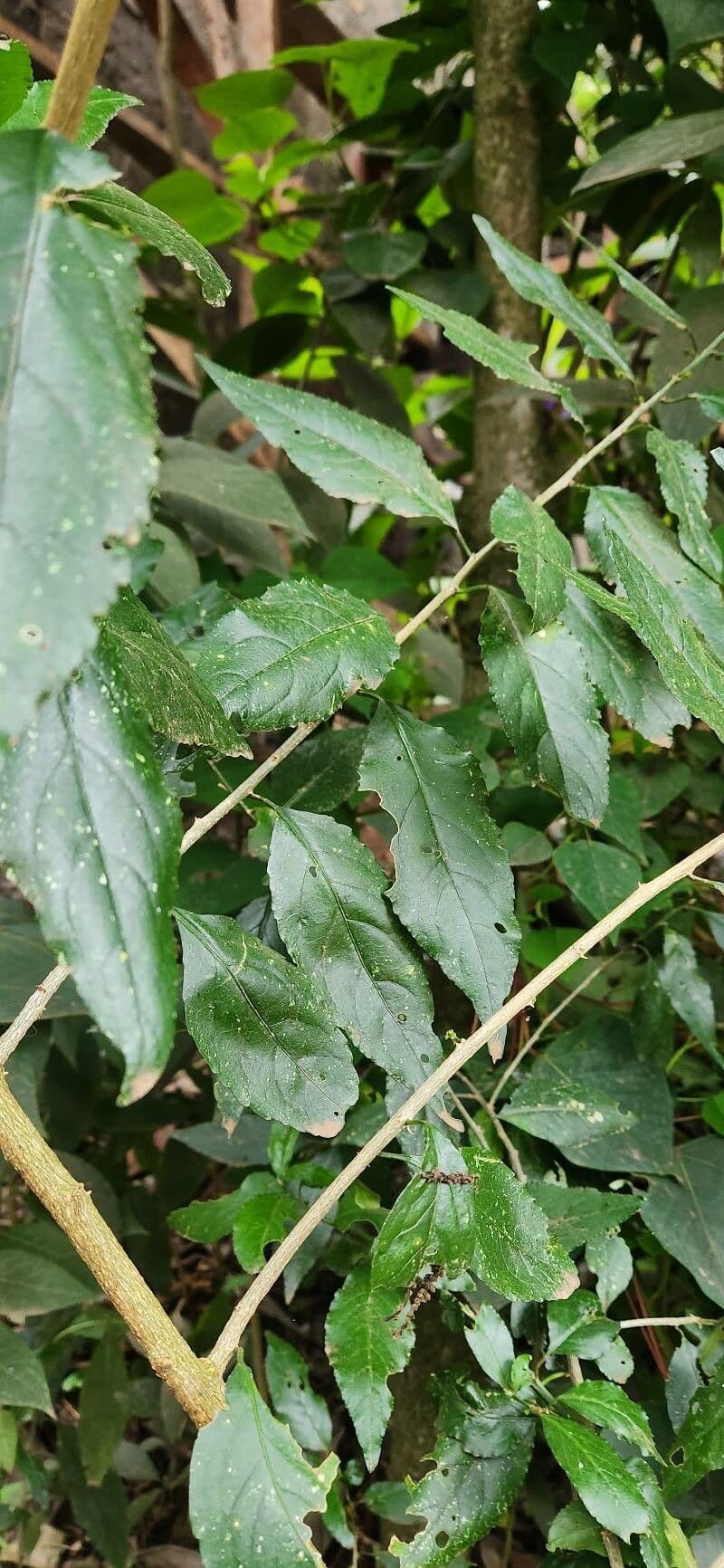 Erythrococca 5