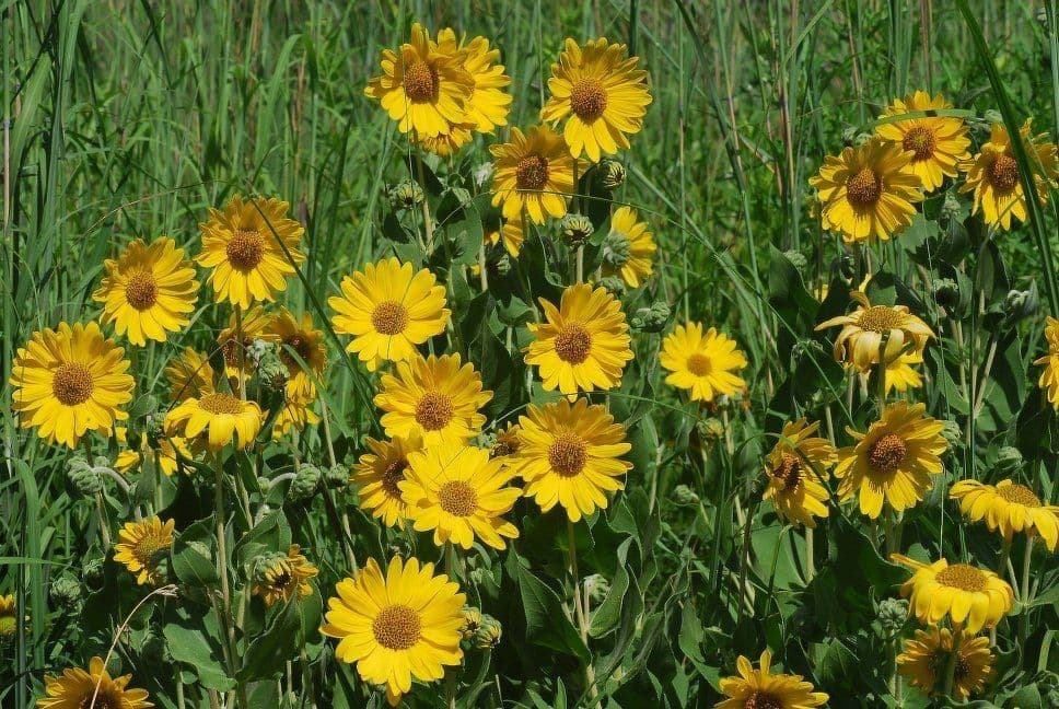 Asch-Sonnenblume 4