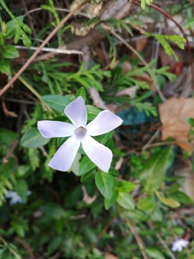 Pervinca difforme 3