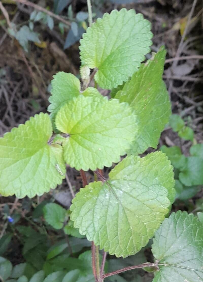 Salvia 12