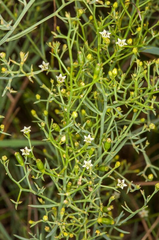 Bastard toadflax 10
