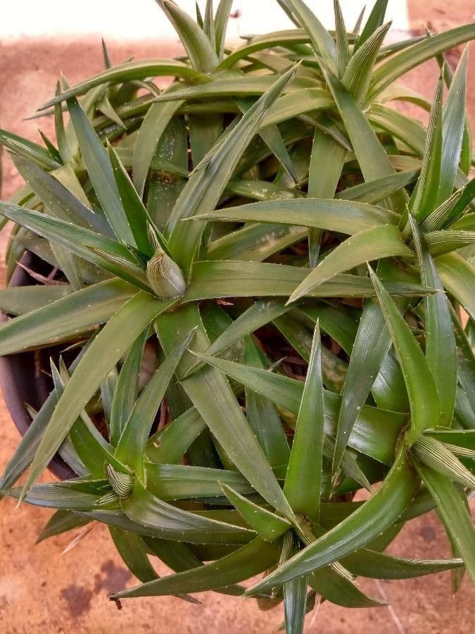 Dyckia 2