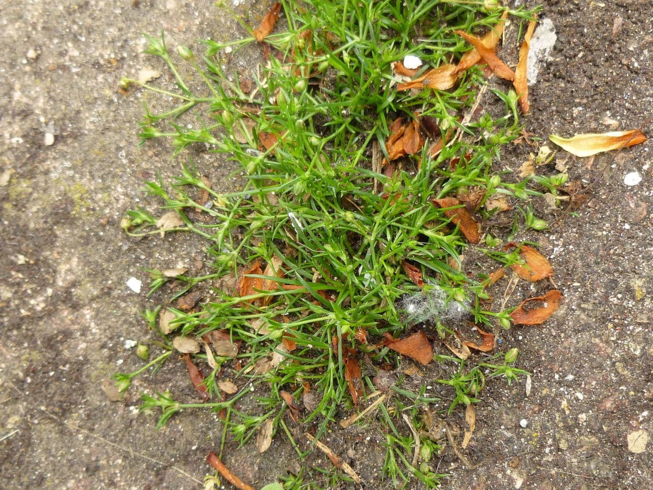 Sagina sdraiata 11