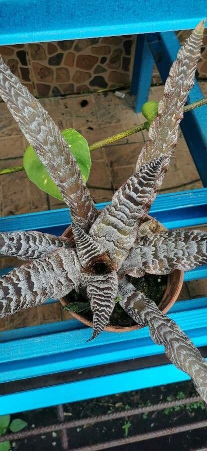 Cryptanthus 11