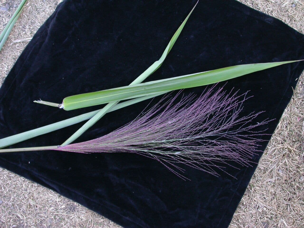 Erba tigre 10