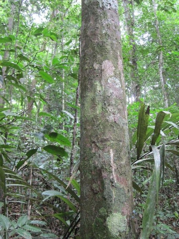 Eschweilera micrantha 3